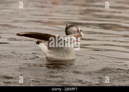 Chroicocephalus ridibundus on water surface, juvenile black headed gull Stock Photo