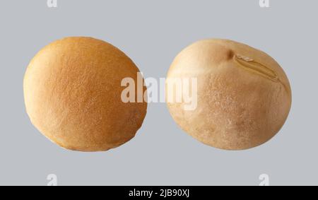 soy beans macro isolated on grey background Stock Photo