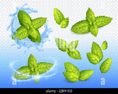 Mint realistic design set of ripe green leaves on sparkling water drops background with fresh blossoms vector illustration Stock Vector