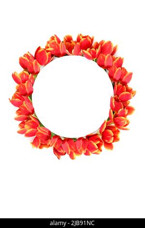 Red tulip flower wreath for spring. Vivid Easter and springtime nature concept for Easter or Mothers Day. Design element on white background. Stock Photo