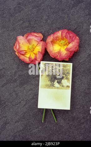 Two pink and gold roses lying on slate with sepia photo of two young 1920s girls sitting in garden Stock Photo