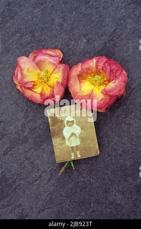 Two pink and gold roses lying on slate with sepia photo 1910s toddler standing in park Stock Photo