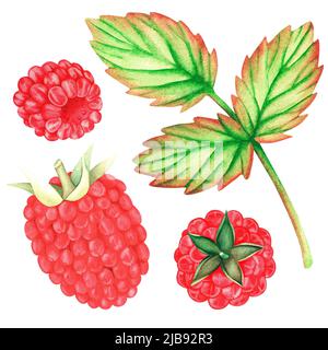 Raspberry. Watercolor illustration. Isolated on a white background. For your design. Suitable for cookbooks, recipes, aprons, kitchen accessories. Stock Photo