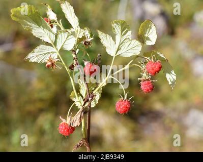 Ripe wild raspberries Rubus idaeus growing in a forest Stock Photo