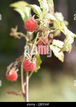 Ripe wild raspberries Rubus idaeus growing in a forest Stock Photo