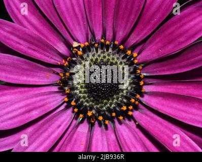 Closeup on a pink spanish marguerite daisy flower Stock Photo