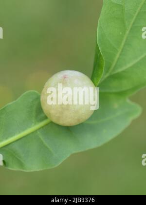 Common oak gall wasp Cynips quercusfolii gall on oak leaf Stock Photo