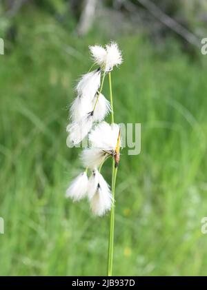 Closeup on the fluffy seeds of a cottongrass eriophorum angustifolium plant Stock Photo