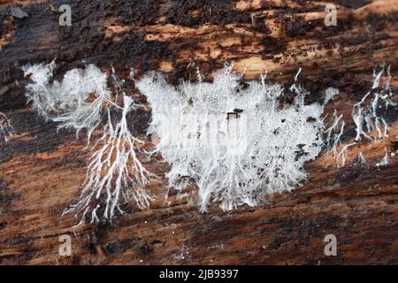 Fungus mycelium growing on a decaying trunk Stock Photo