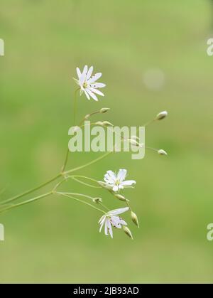 Lesser Stitchwort Stellaria graminea flower closeup Stock Photo