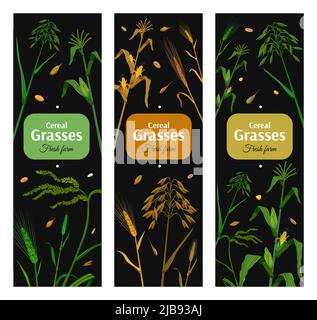 Cereal grasses vertical posters set with green and yellow images of eared plants on black background isolated vector illustration Stock Vector