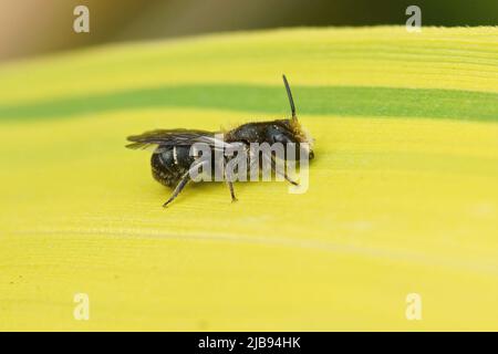 Closeup on a male Large- headed Armoured-Resin Bee, Heriades truncorum sitting on a bamboo leaf in the garden Stock Photo