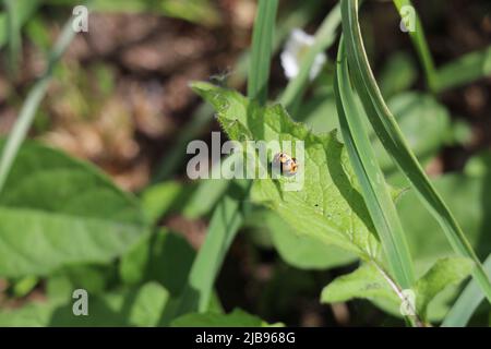 black and orange ladybug pupa on a green leaf Stock Photo