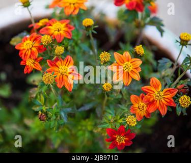 Campfire Flame Bidens in a flower pot on the patio Stock Photo