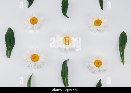 Camomile Daisy group isolated on white background as arranged design element. Top view. Stock Photo