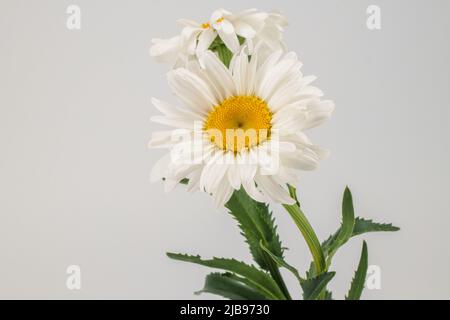 Beautiful chamomile flowers on bright background. Close up. Stock Photo