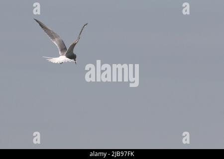 Common Tern (Sterna hirundo) hovering above water Stock Photo