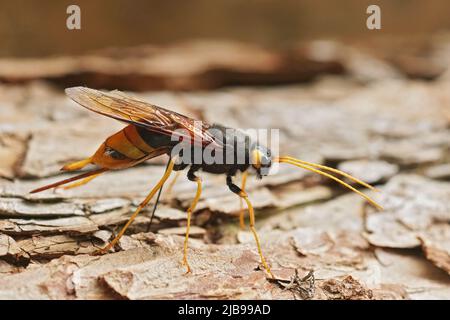 Closeup on the colorful giant horntail woodwasp, Urocerus gigas sitting on a piece of wood in the forrest Stock Photo