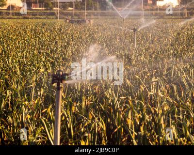 Irrigation system in ecological seedling agricultural plants. HD image Stock Photo