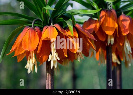 Crown Imperials flowers, Kaiser's Crown, Fritillaria imperialis in the garden, close-up, selective focus Stock Photo