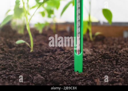 Measurement of soil temperature in a bed with pepper seedlings. Climate control for growing vegetables