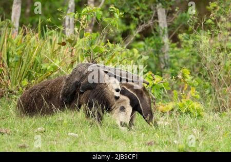 Giant Anteater (Myrmecophaga tridactyla) with baby riding on its back Stock Photo