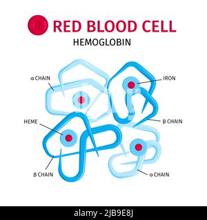 Red blood cells hemoglobin molecule chains and iron containing rings structure infographic composition vector illustration Stock Vector