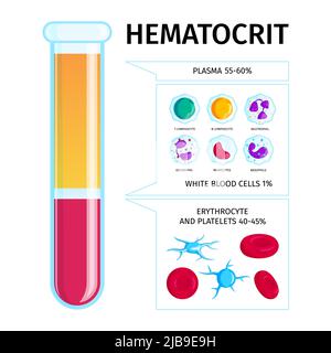 Hematocrit level test tube infographic presentation with plasma white and red blood cells percentages chart vector illustration Stock Vector