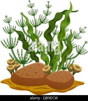 Various types of green seaweeds on sea bottom or in aquarium with brown stones flat composition vector illustration Stock Vector