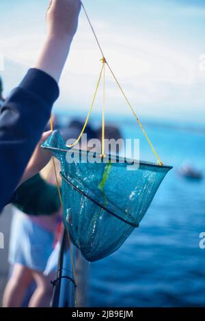 Hands freeing crab caught in fishing line on a wooden dock on