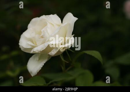white pink rose and green leaves on white and gray background Stock Photo