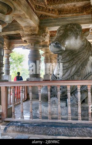 20 December 2021, largest Monolithic Nandi Statue at Hoysaleswara Temple, Glorious Nandi (Lord Shiva's bull) Mandap, Belur and Halebidu. Started in 11 Stock Photo