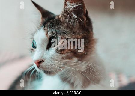 colored eyed cat's gaze - Van cat Stock Photo