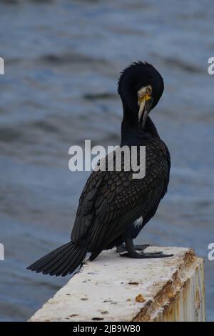 Great Cormorant (Phalacrocorax carbo) sitting on a concrete slab preening its feathers Stock Photo