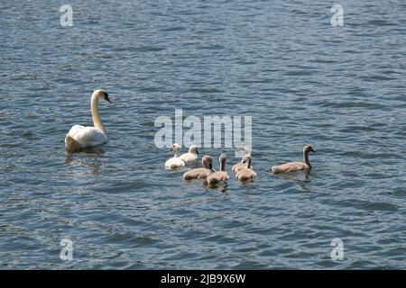 04 June 2022, Rhineland-Palatinate, Pölich: A mother swan swims with her offspring on the Moselle River. Photo: Harald Tittel/dpa Stock Photo