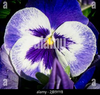 pansy Calgary Zoo Alberta Stock Photo