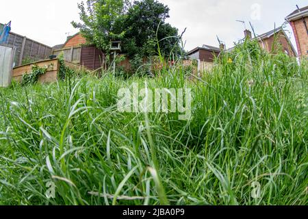 No Mow May. A back garden with mown paths leaving large areas of lawn