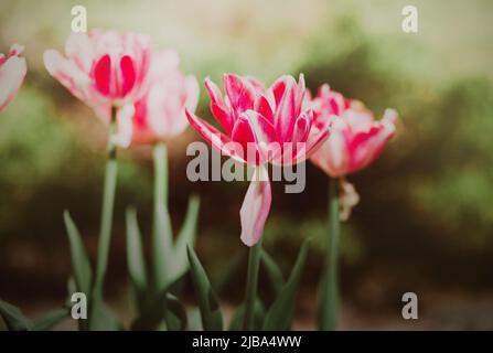 Beautiful pink fragrant spotted tulip flowers bloomed on a sunny summer day on a flower bed in the garden. The beauty of nature. Stock Photo