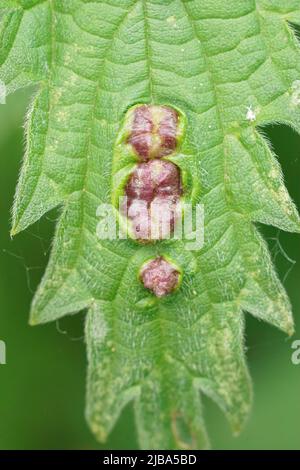 Vertical closeup on a gall midge or gnat of the nettle pouch gall fly, Dasineura urticae, on a common nettle leaf , Urtica diocia Stock Photo