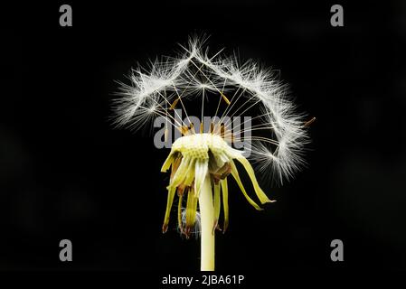 Dandelion seeds isolated against black Stock Photo