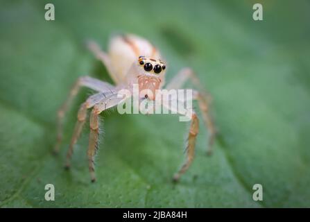 Close up macro shot of forest spider on leaf . Stock Photo