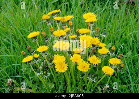 Dandelions (taraxacum officinalis), close up of a large stand of the common bright yellow wild flower growing in long grass. Stock Photo