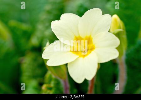 Primrose (primula vulgaris), close up of a single thrum-eyed flower with limited depth of field. Stock Photo