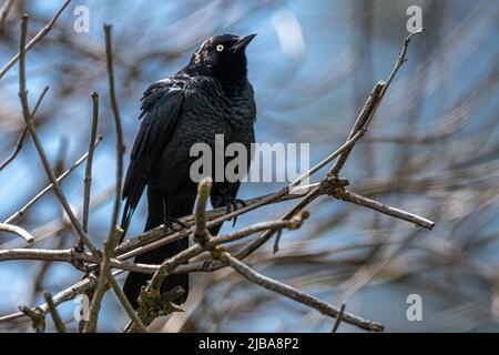 Perching Brewer’s Blackbird (Euphagus cyanocephalus) Stock Photo