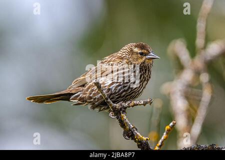 Female Red-winged Blackbird (Agelaius phoeniceus) Stock Photo