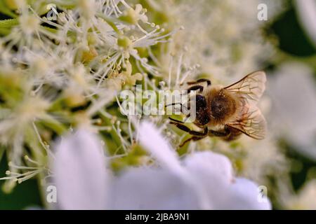 Brunswick, Germany. 04th June, 2022. A honey bee (Apis mellifera) forages on the flowers of a climbing hydrangea (Hydrangea petiolaris). Credit: Stefan Jaitner/dpa/Alamy Live News Stock Photo