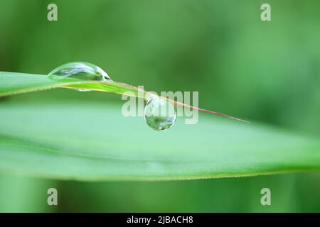 Closeup of Dewdrops on Wild Plant Leaf in the Early Morning Stock Photo