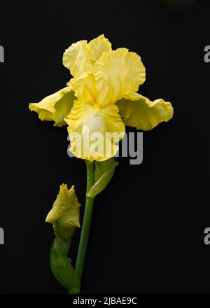 Blooming Bearded Iris (Iris germanica), on black background, rich, butter yellow flower, subtle fragrance. Stock Photo