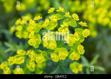 Flowers of a wild toxic plant Euphorbia cyparissias or cypress spurge Stock Photo