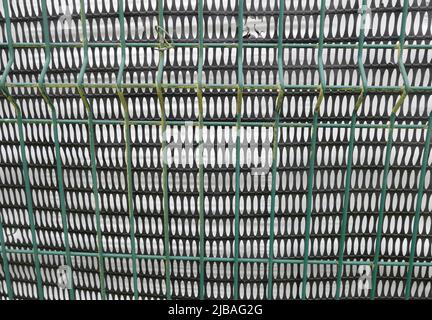 Full frame background of green metal fence with plastic mesh behind Stock Photo